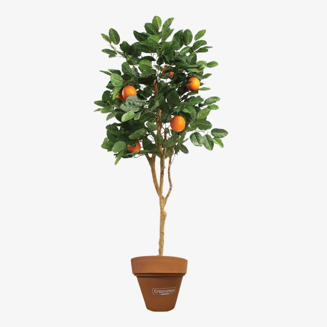 Cruzcampo Orange Tree in Fibre-Clay Pot