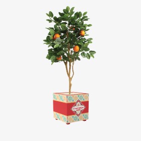 Cruzcampo Orange Tree in Metal Planter